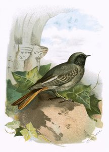 Redstart preto